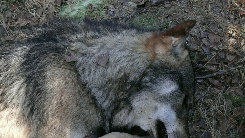 Zastrelený vlk dravý v Tatrách.