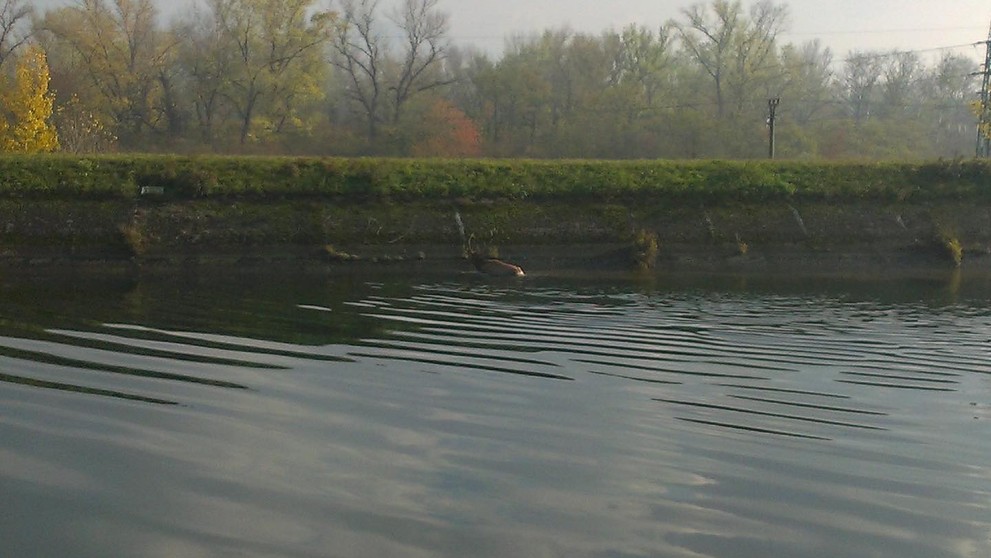 Hasiči zachránili majestátne zviera uviaznuté v rieke