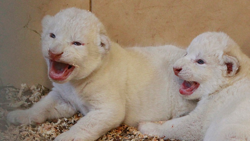 Mláďatá vzácnych bielych levíčat v súkromnej zoo v poľskom Borysewe. 