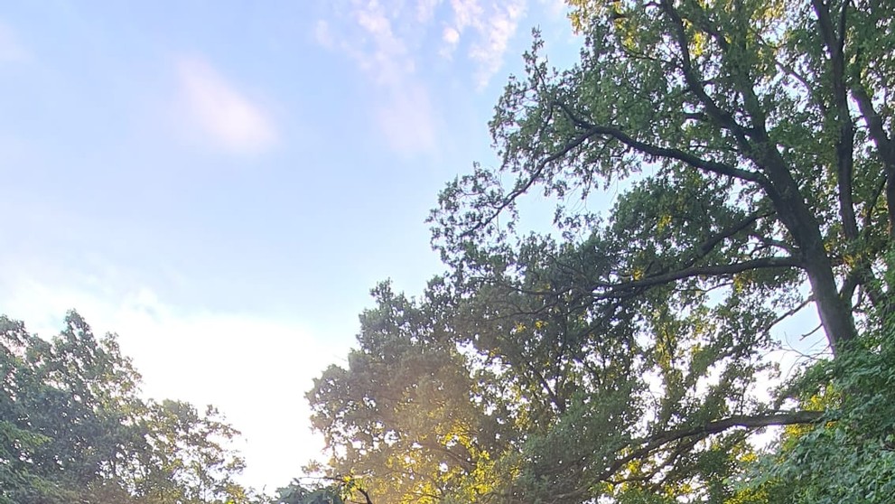 Na vlak spadol strom.