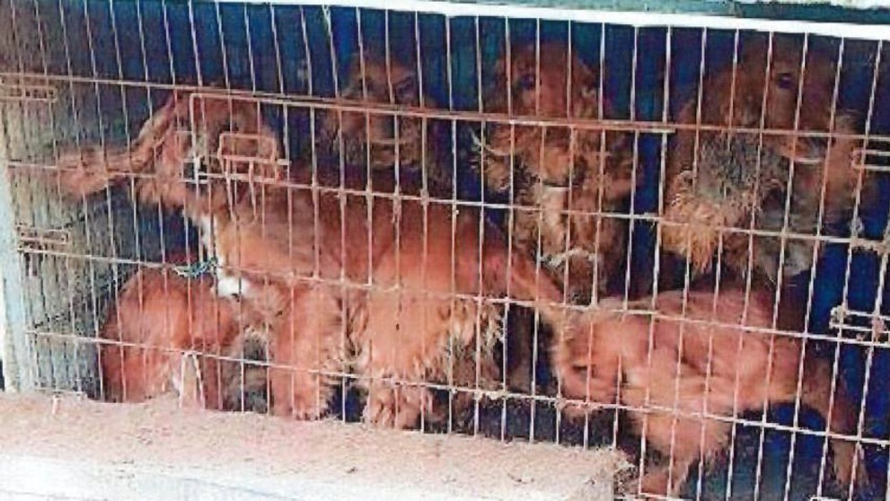 Týrané psy z Chynorian.