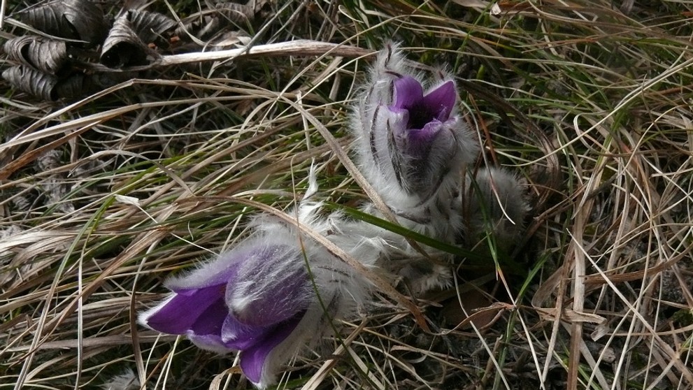 Poniklece pod Tatrami.