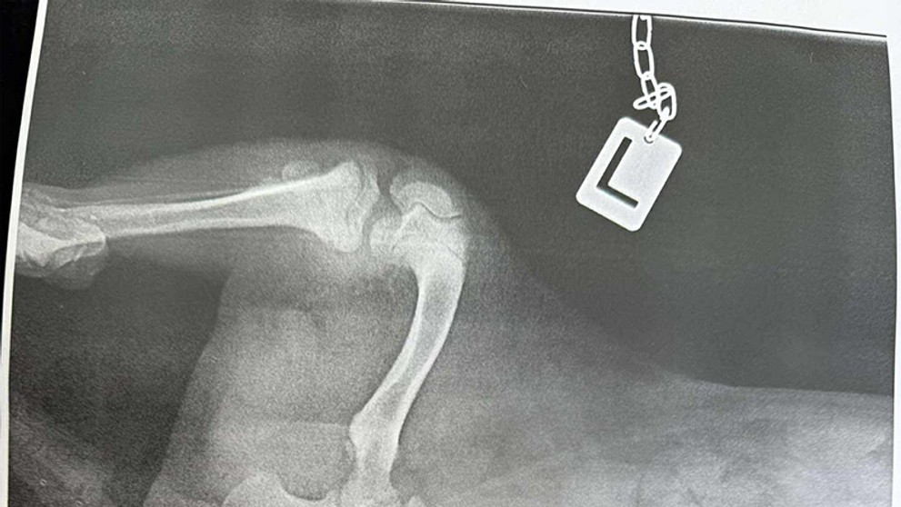 Týraný pes z Dunajskej Stredy