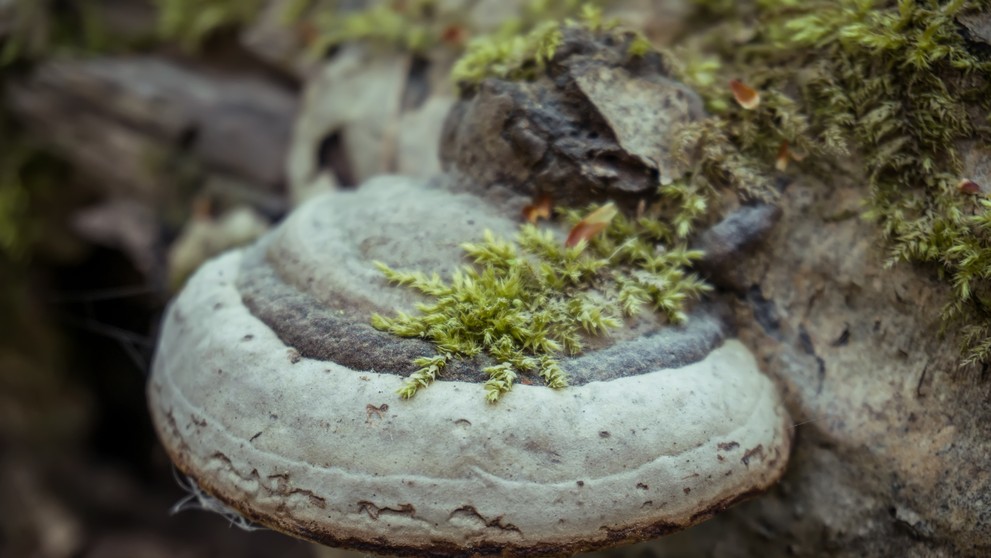 Práchnovček lekársky.