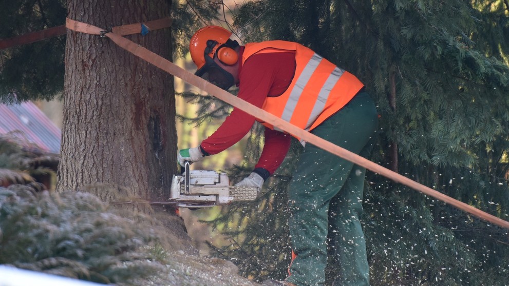 Na snímke stínanie a príprava vianočného stromčeka z Horných Orešian na presun do Bruselu