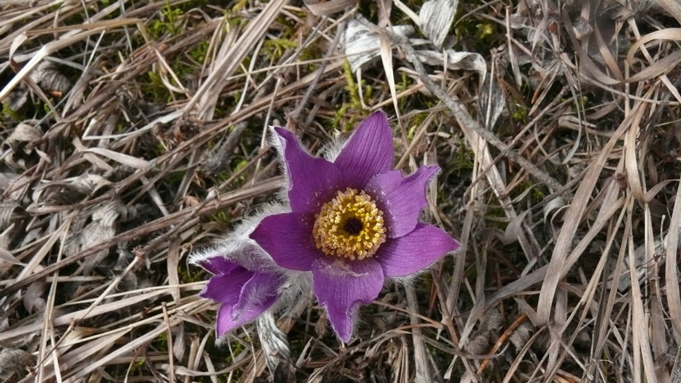 Poniklece pod Tatrami.