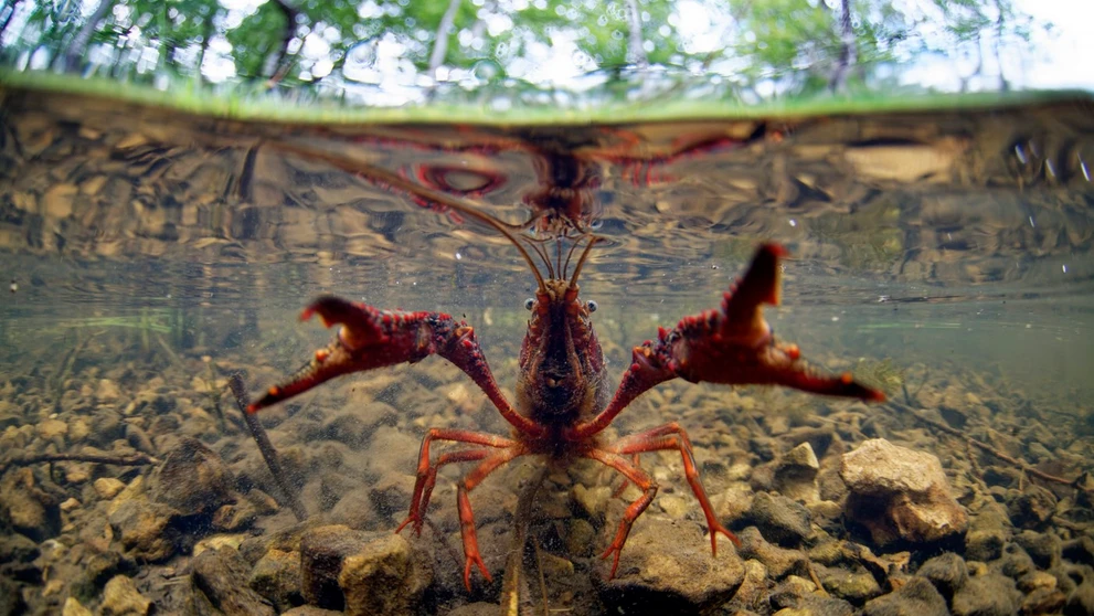 Rak červený (lat. Procambarus clarkii)
