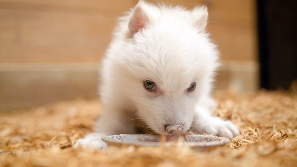 Vedci oživili pravlky obrovské (lat. Canis dirus, prípadne Aenocyon dirus).