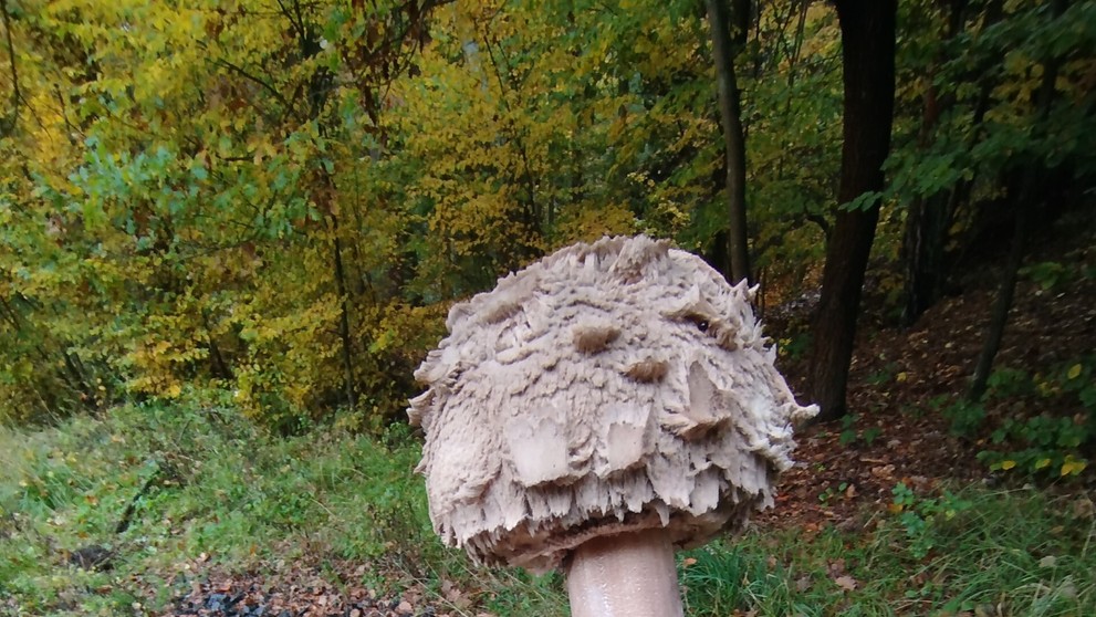 Hubárka našla obriu jedľu