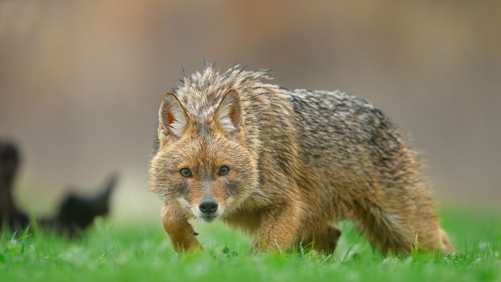 Šakal zlatý (lat. canis aureus)