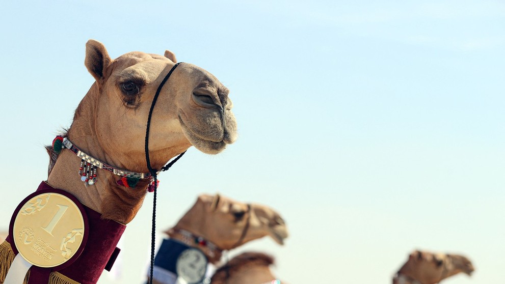 Víťazi súťaže o najkrajšiu ťavu v katarskom meste Al Šahanya.