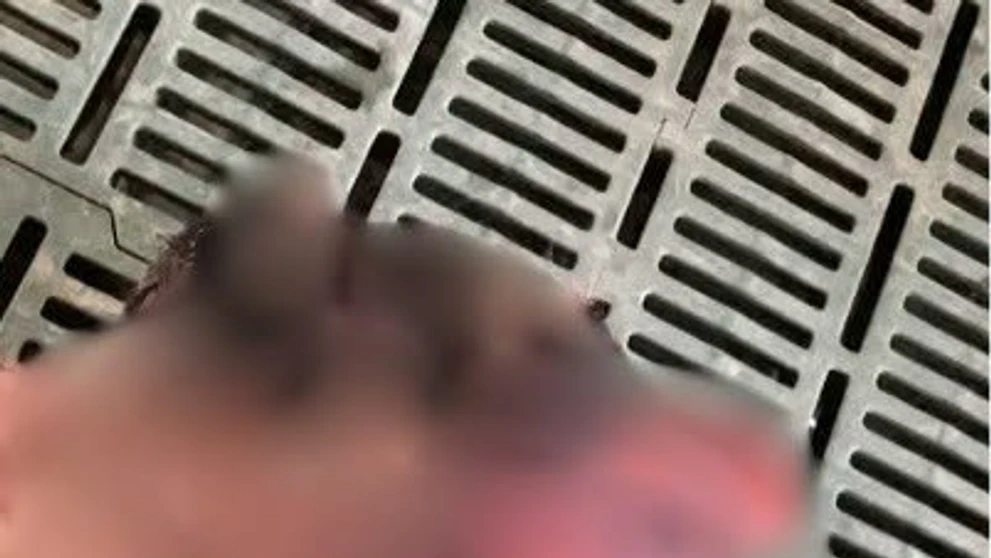 Mimoriadne kruté týranie zvierat.