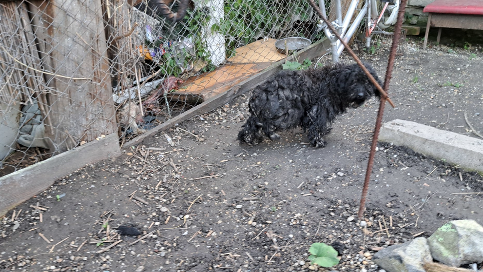 Týraný pes z Tvrdošoviec.