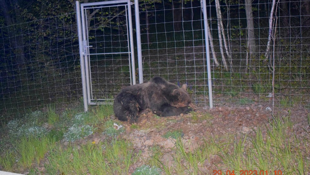 Pri Košiciach zrazilo auto medveďa.