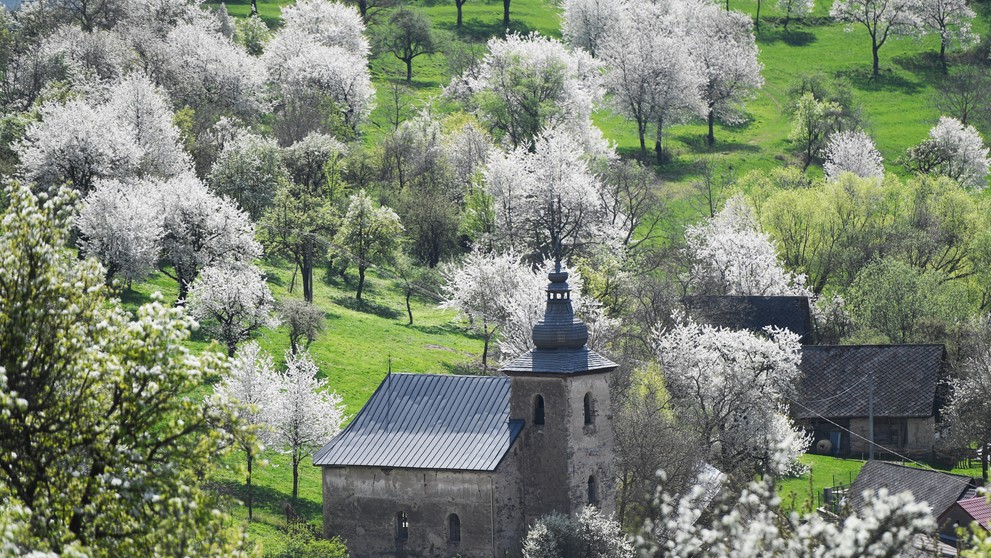 Čerešňové stromy v obci Brdárka