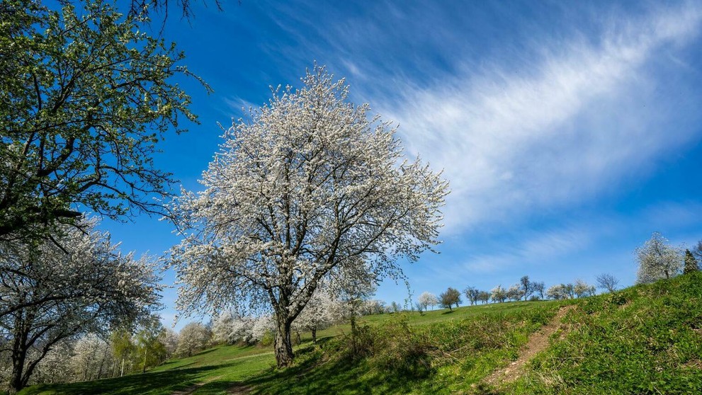 Brdárka na Gemeri opäť zakvitla tisíckami čerešní 
