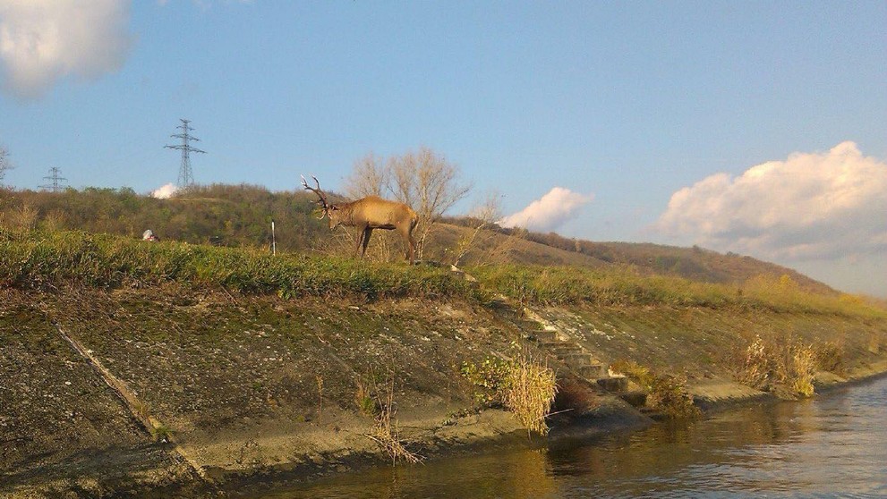 Hasiči zachránili majestátne zviera uviaznuté v rieke