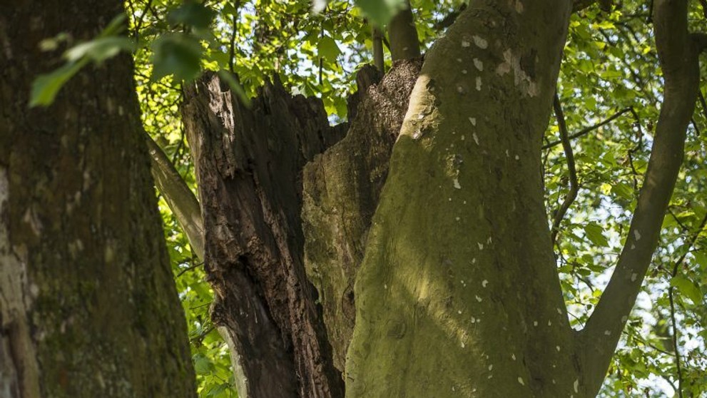 Strom má pri sebe chorého brata.