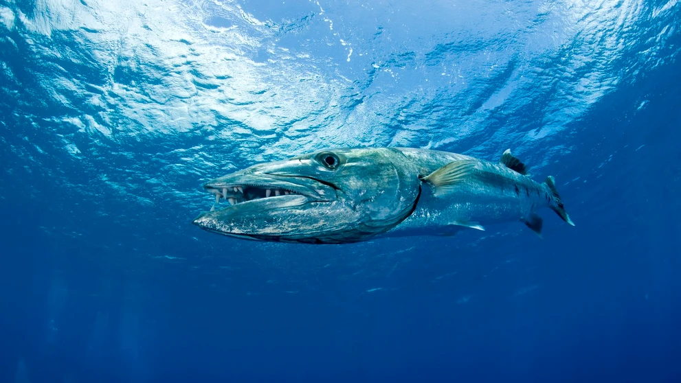 Barakuda veľká (Sphyraena barracuda)