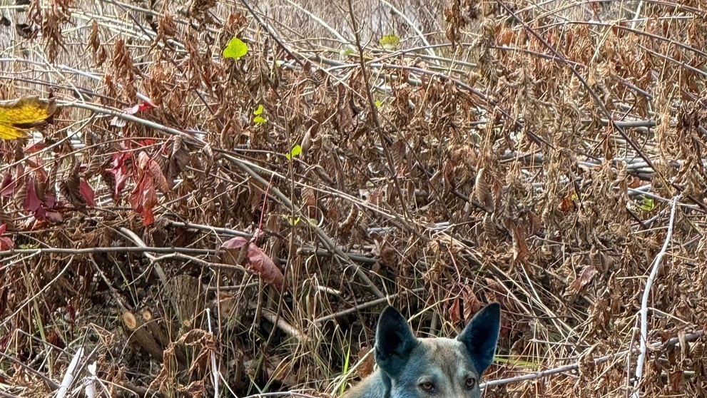 Psy z Černobyľu, ktorých srsť nadobudla jasne modrý odtieň.