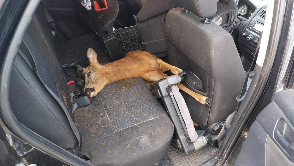 Srna skončila na zadnom sedadle.