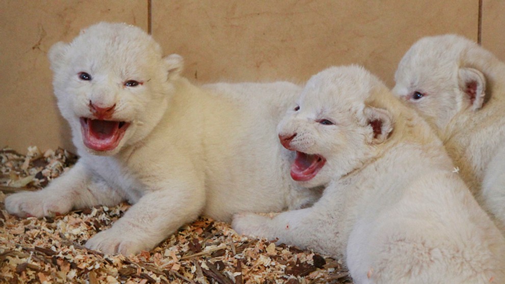 Tri zo štyroch vzácnych bielych levíčat, ktoré sa narodili 18. septembra päťročnej Azire v súkromnej zoo v poľskom Borysewe.