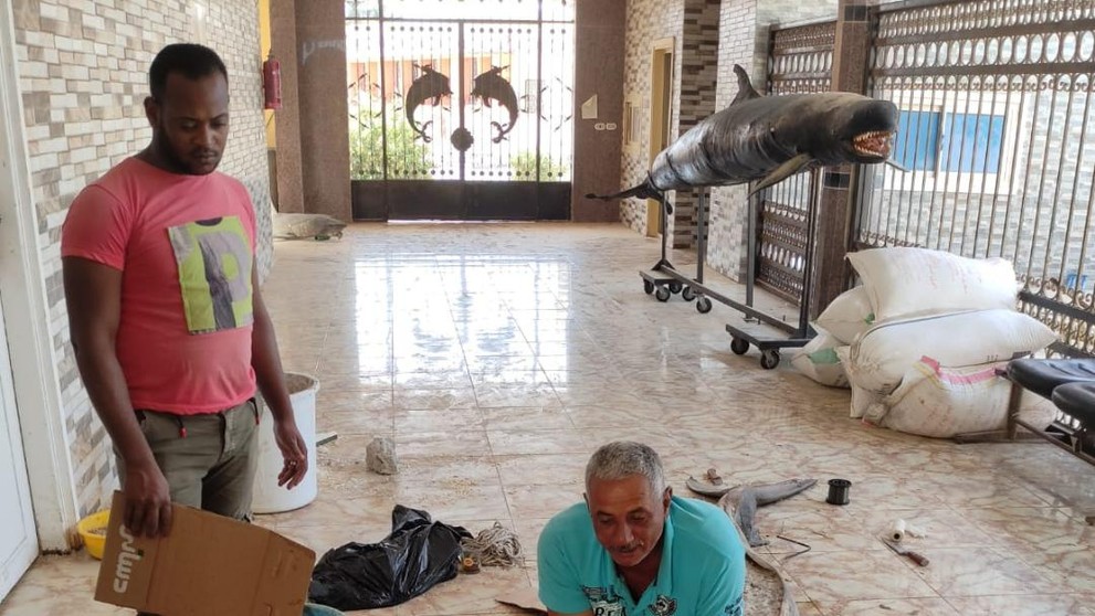 Mumifikácia žraloka, ktorý usmrtil človeka.