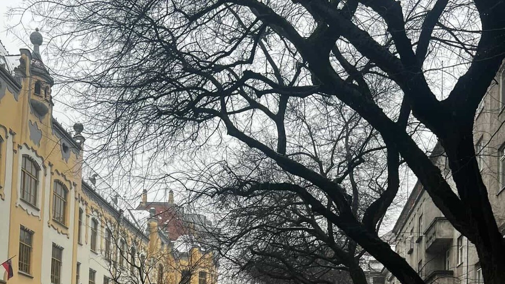 Na Grosslingovej ulici sa zrútil mohutný strom