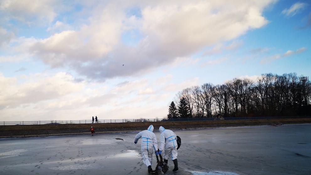 V jazere zamrzol mladý diviak.