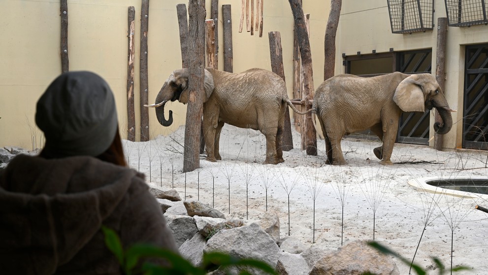 Slonice Maja a Gula v pavilóne slonov v ZOO Bojnice
