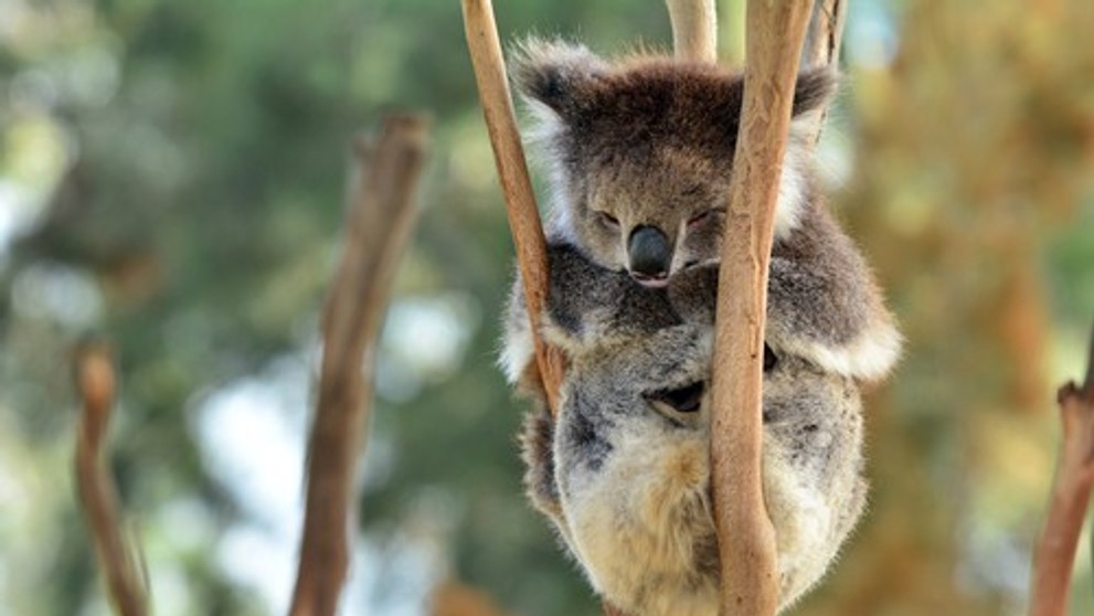 Koala. Ilustračná snímka