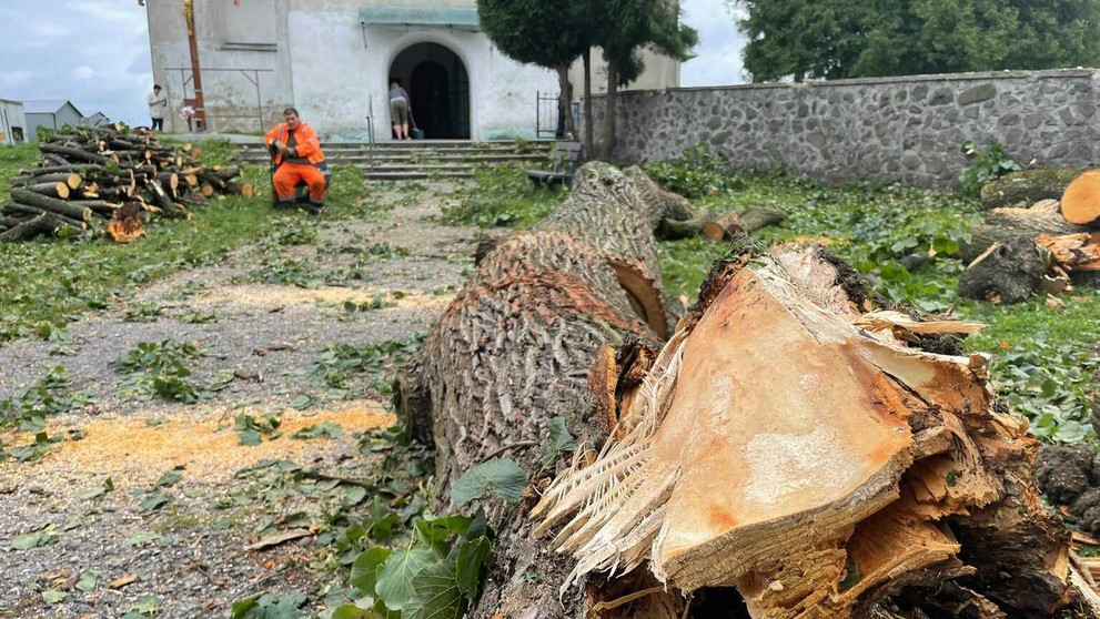 Z veľkého kmeňa zostalo torzo.