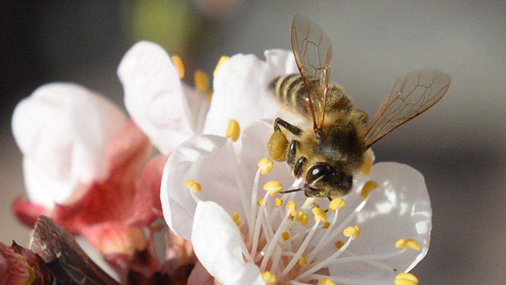 Súrodenci sa pre svoju špecifickosť rýchlo stali populárnymi. 