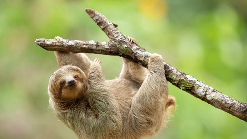 Leňoch trojprstý. Ilustračná snímka