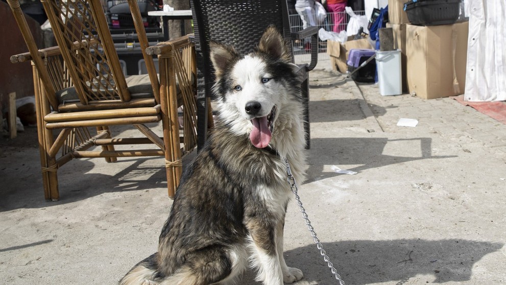 Sibírsky husky Aleks.