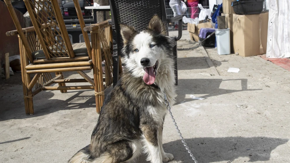 Sibírsky husky Aleks.