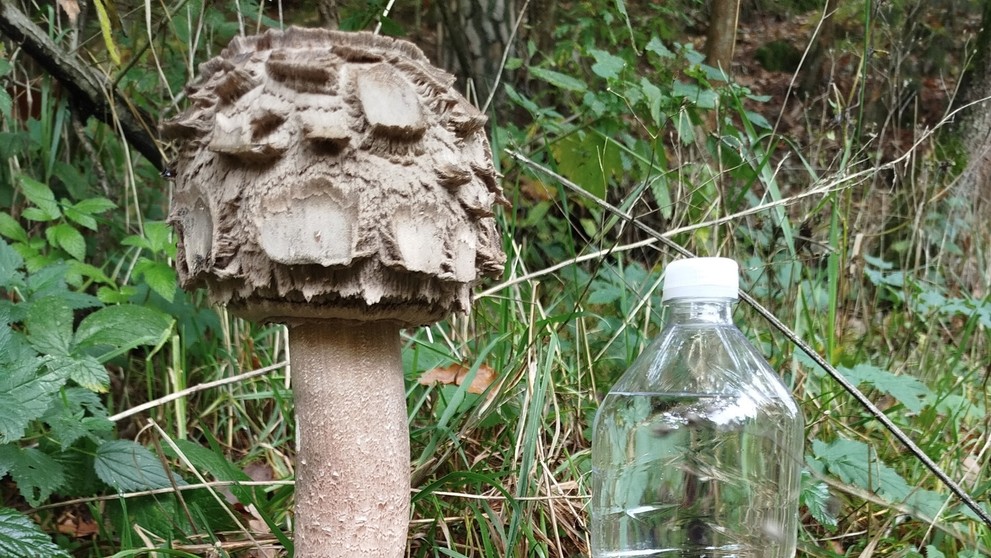 Hubárka našla obriu jedľu