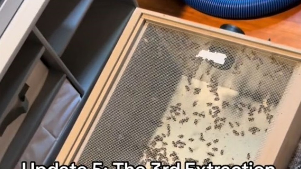 Včely sa usídlili v stene rodinného domu.