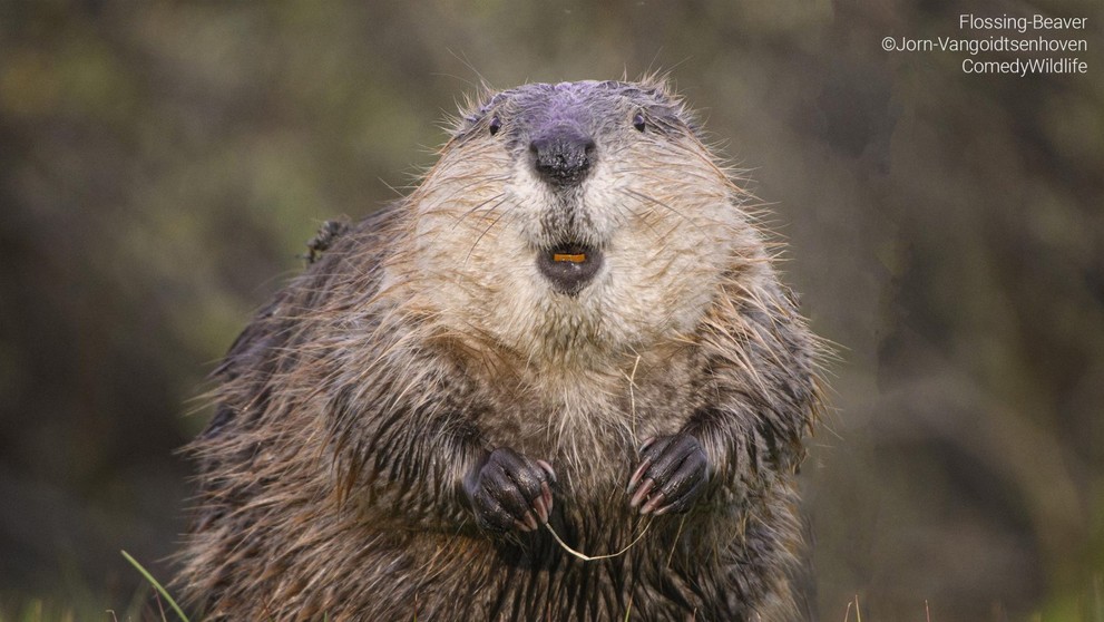 Bobor s dentálnou niťou