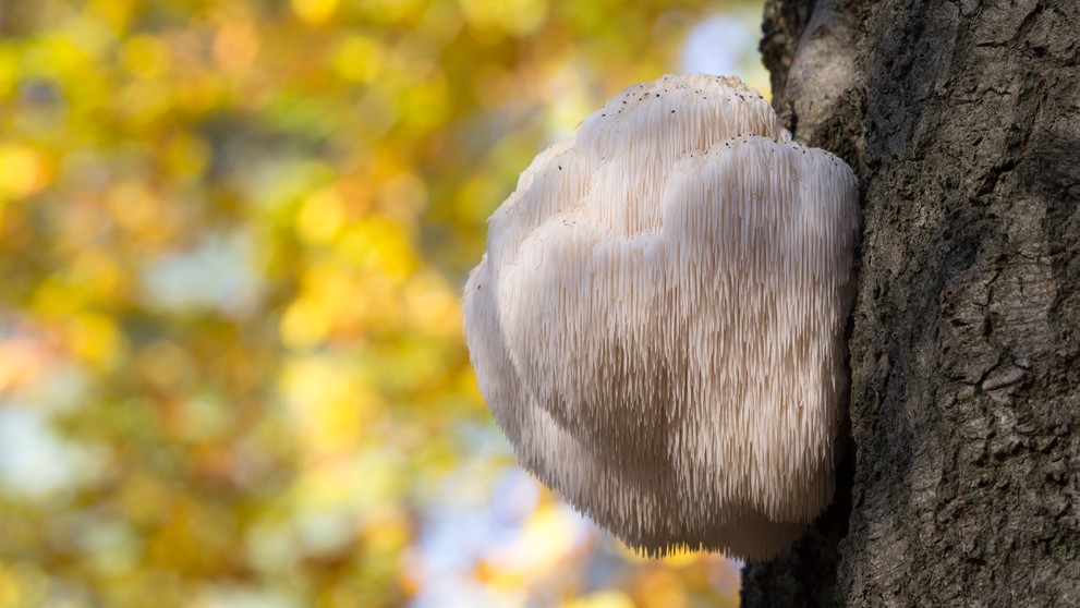 Koralovec ježovitý.