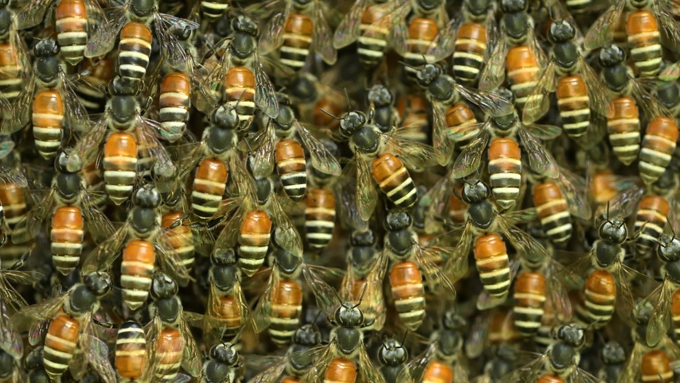 Včela kvetná (lat. Apis Florea)