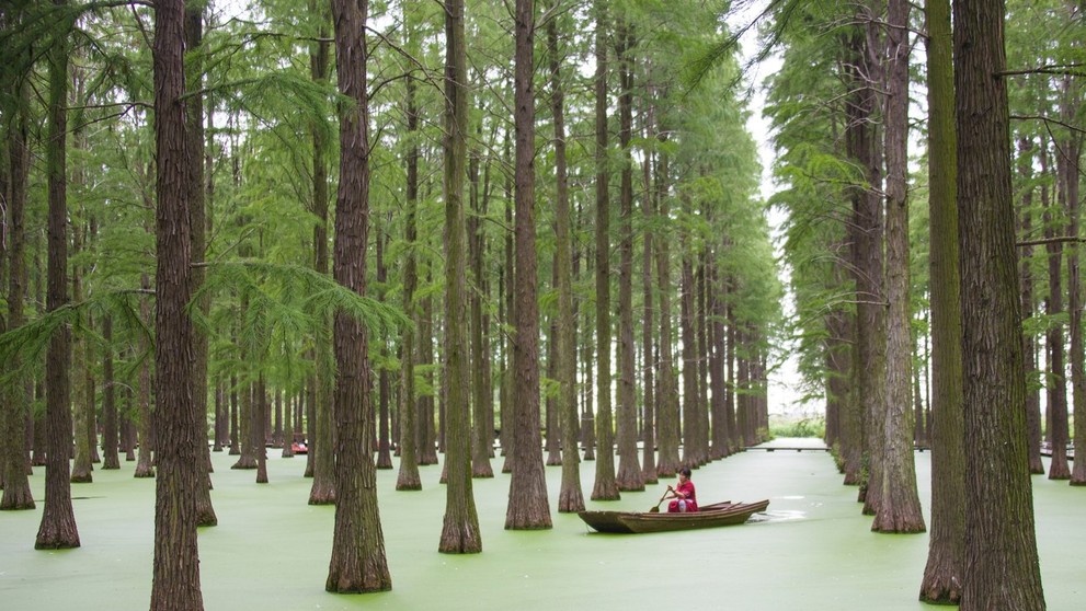 Turisti sa plavia na člnoch v „plávajúcom lese“ v čínskej provincii Ťiang-su.