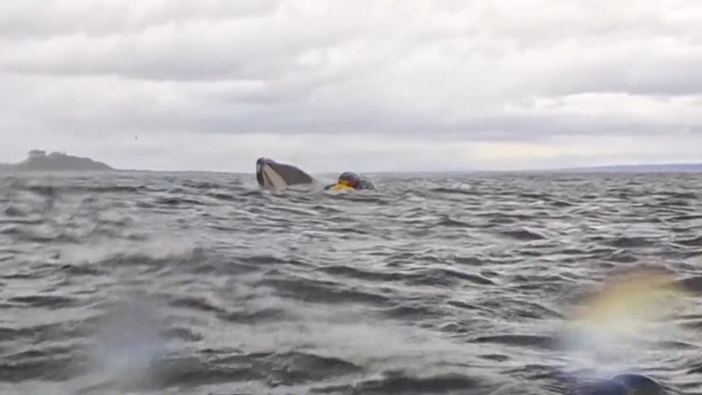 Veľryba sa vynára pod kajakárom