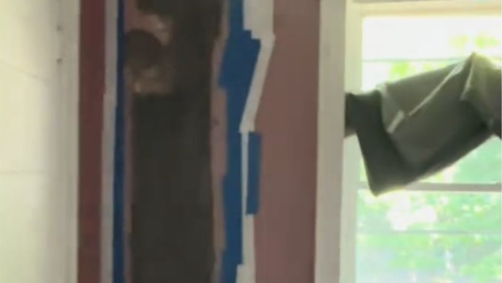 Včely sa usídlili v stene rodinného domu.