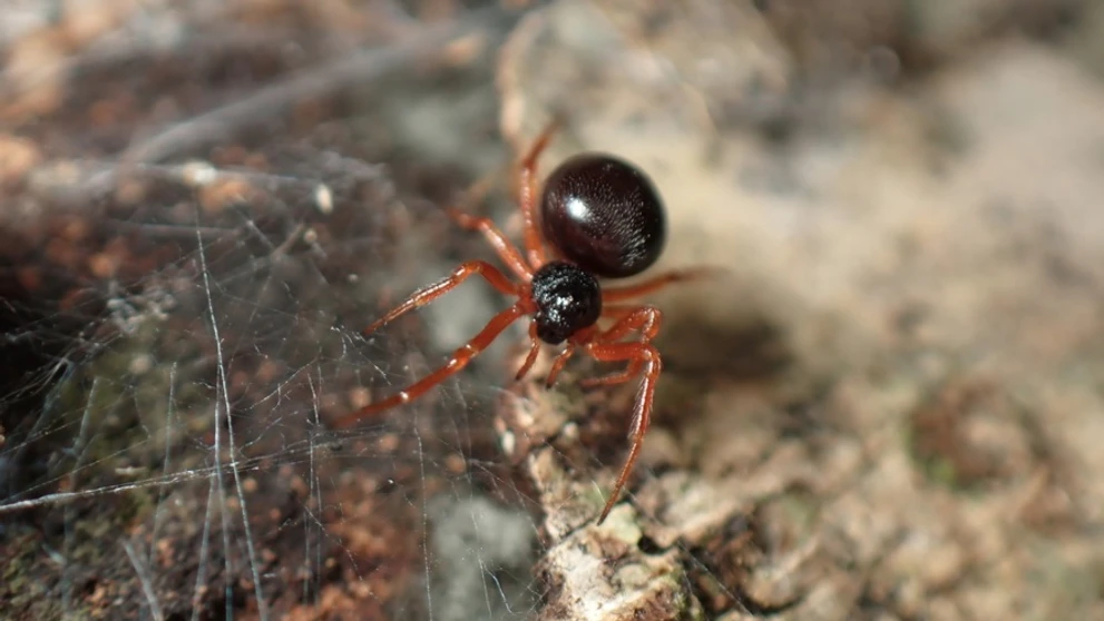 Crustulina sticta (snovačka fľakatá)