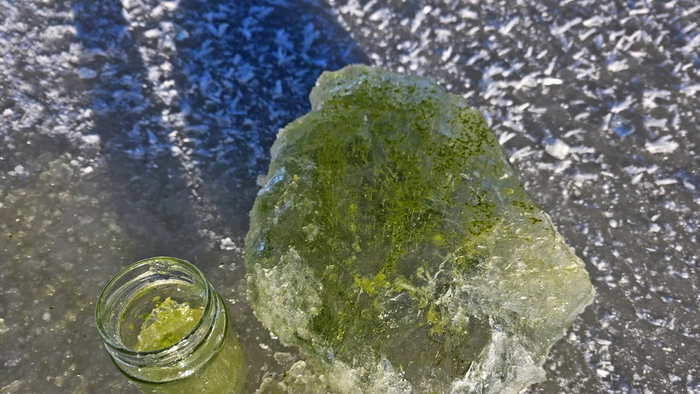 Vodnú nádrž Lipno pokryl zelený ľad zafarbený od siníc.