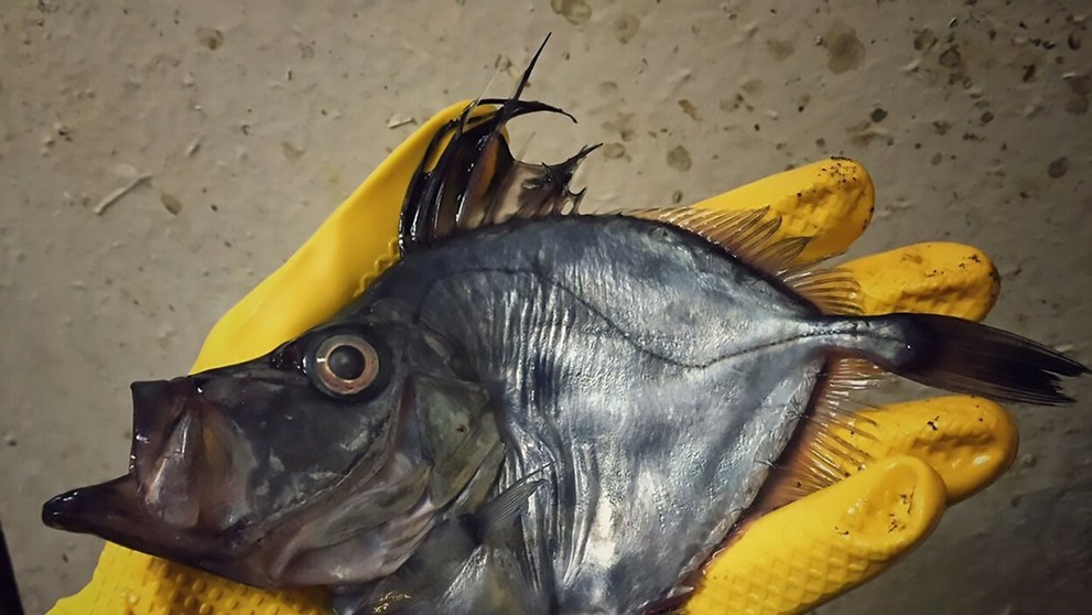 Z tohto chudáčika zostal iba mastný fľak.