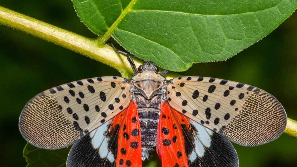 Cikádka škvrnitá (Lycorma delicatula).