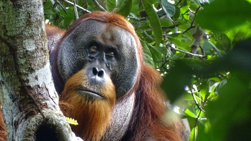 Orangutan Rakus si vyliečil ranu.