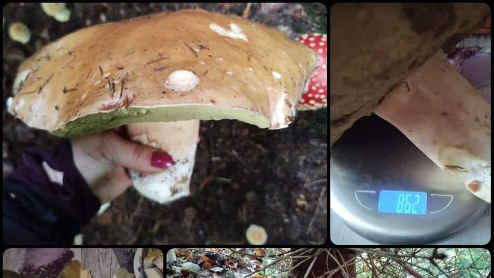 Kristína Babišová našla v Hornej Marikovej v považskobystrickom okrese tohto obra